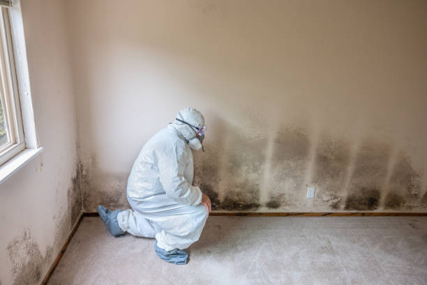 Best Toxic Mold Removal  in Berlin, NH