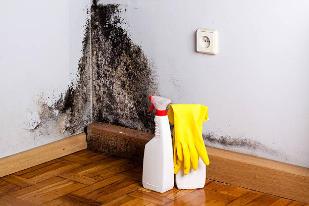Best Mold Removal Specialists  in Berlin, NH