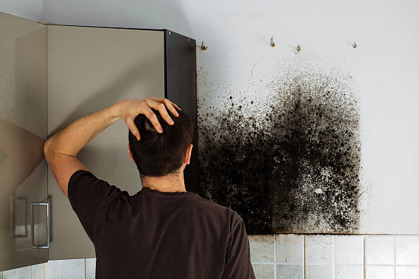 Best Commercial Mold Removal  in Berlin, NH