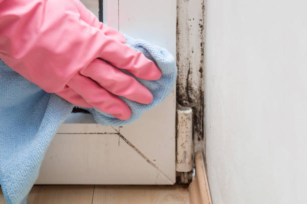 Certified Mold Removal in Berlin, NH