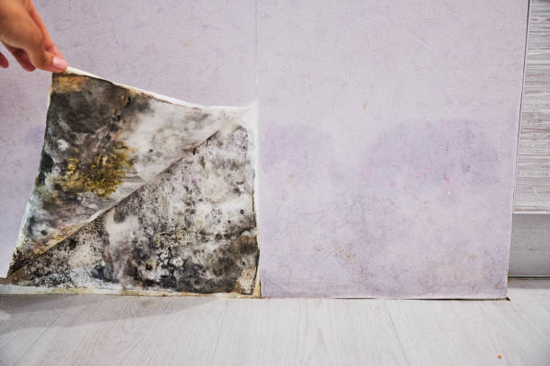 Professional Mold Removal in Berlin, NH